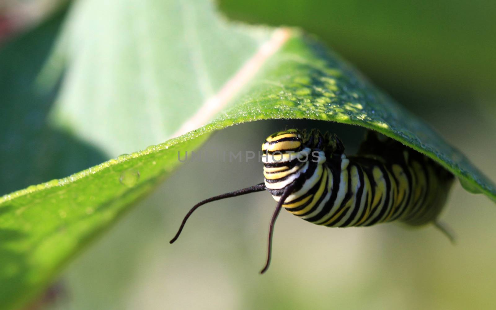 Monarch Caterpillar under milkweed plant leave