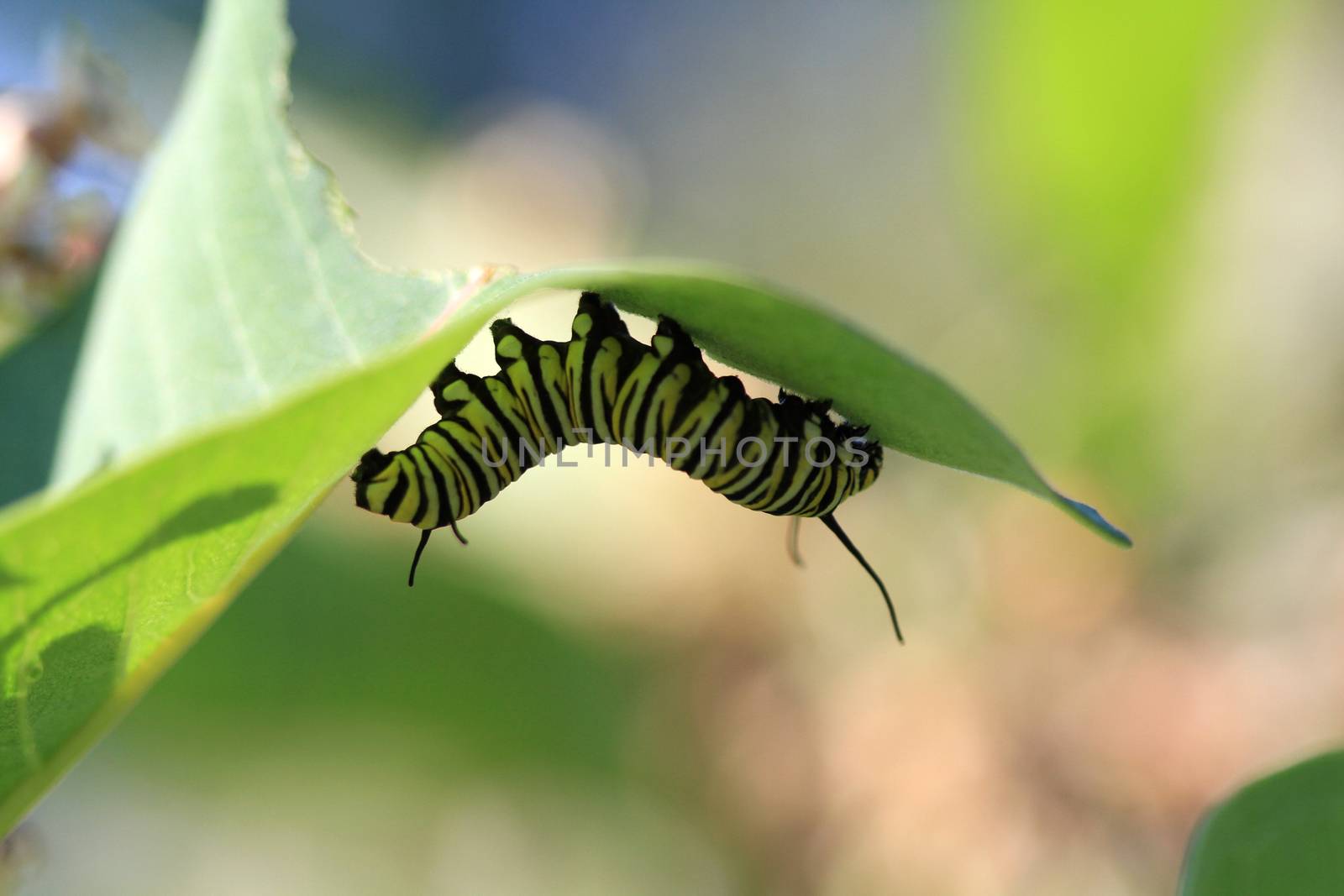 Monarch Caterpillar under milkweed plant leave
