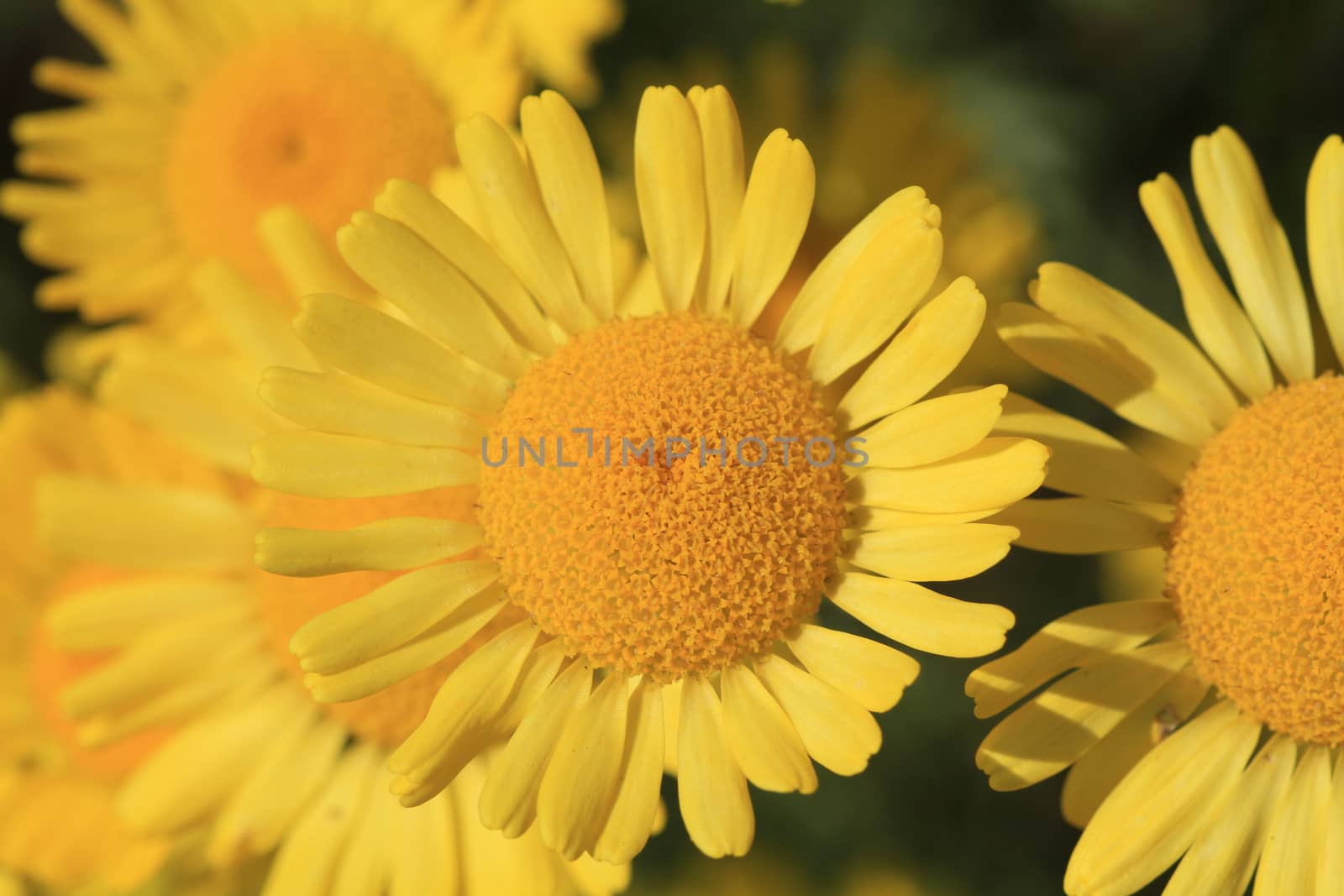 yellow daisy in early morning sun closeup