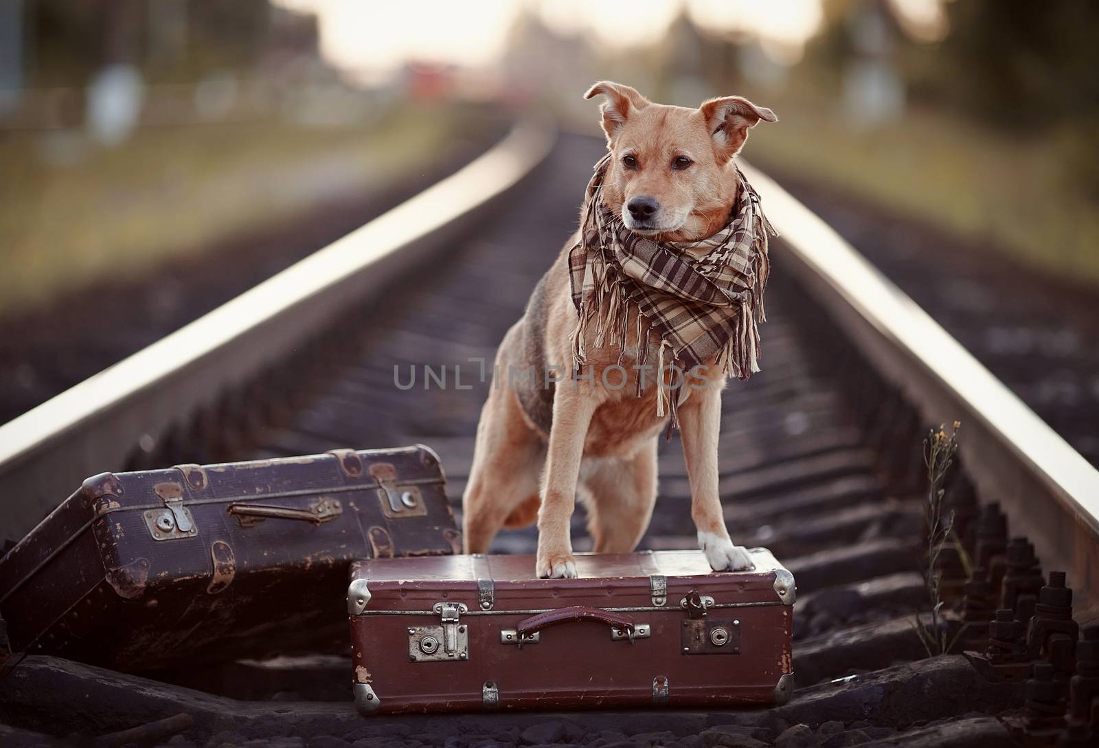 Dog on rails with suitcases. by Azaliya