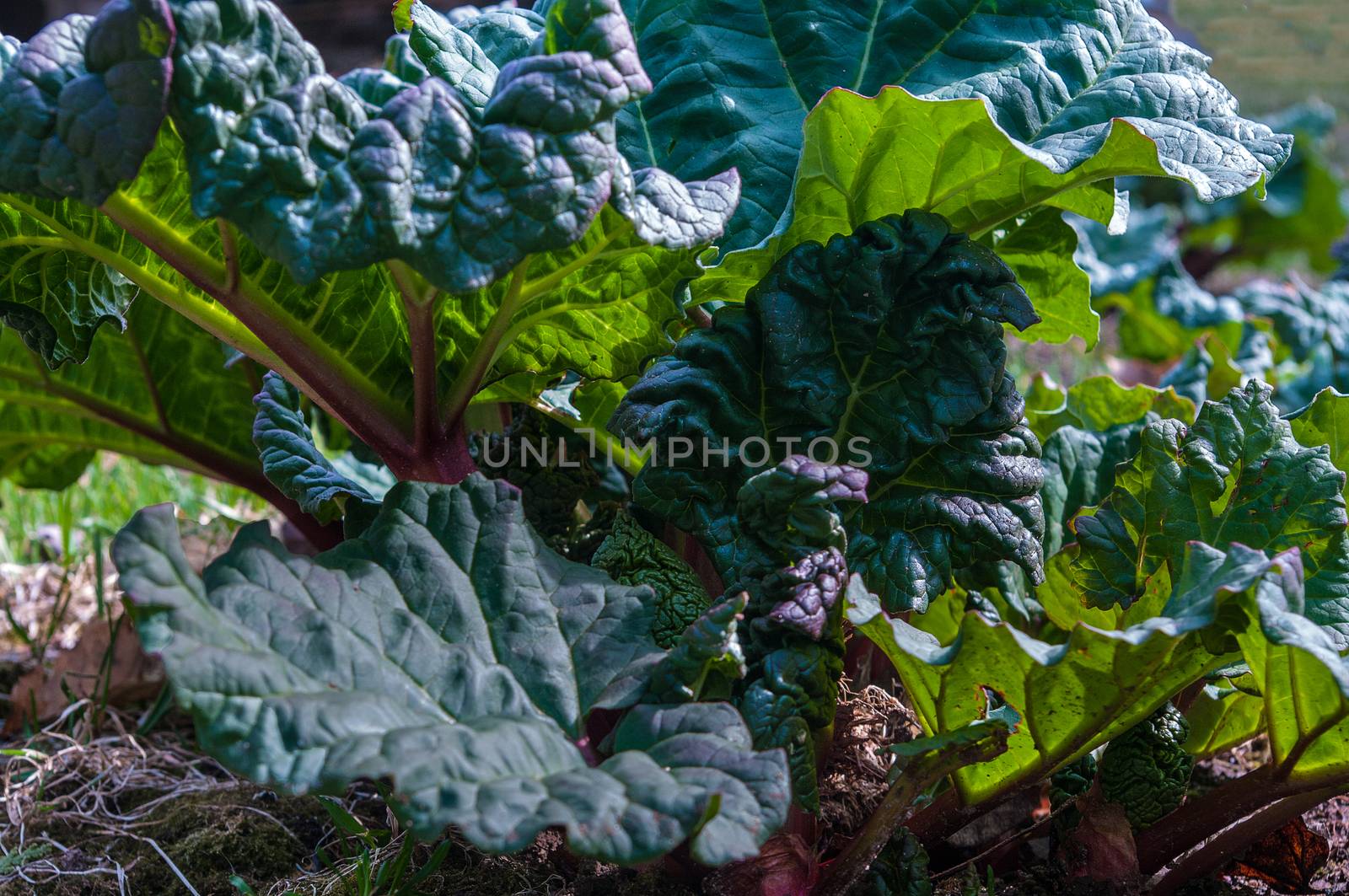  Rhubarb plant in the spring