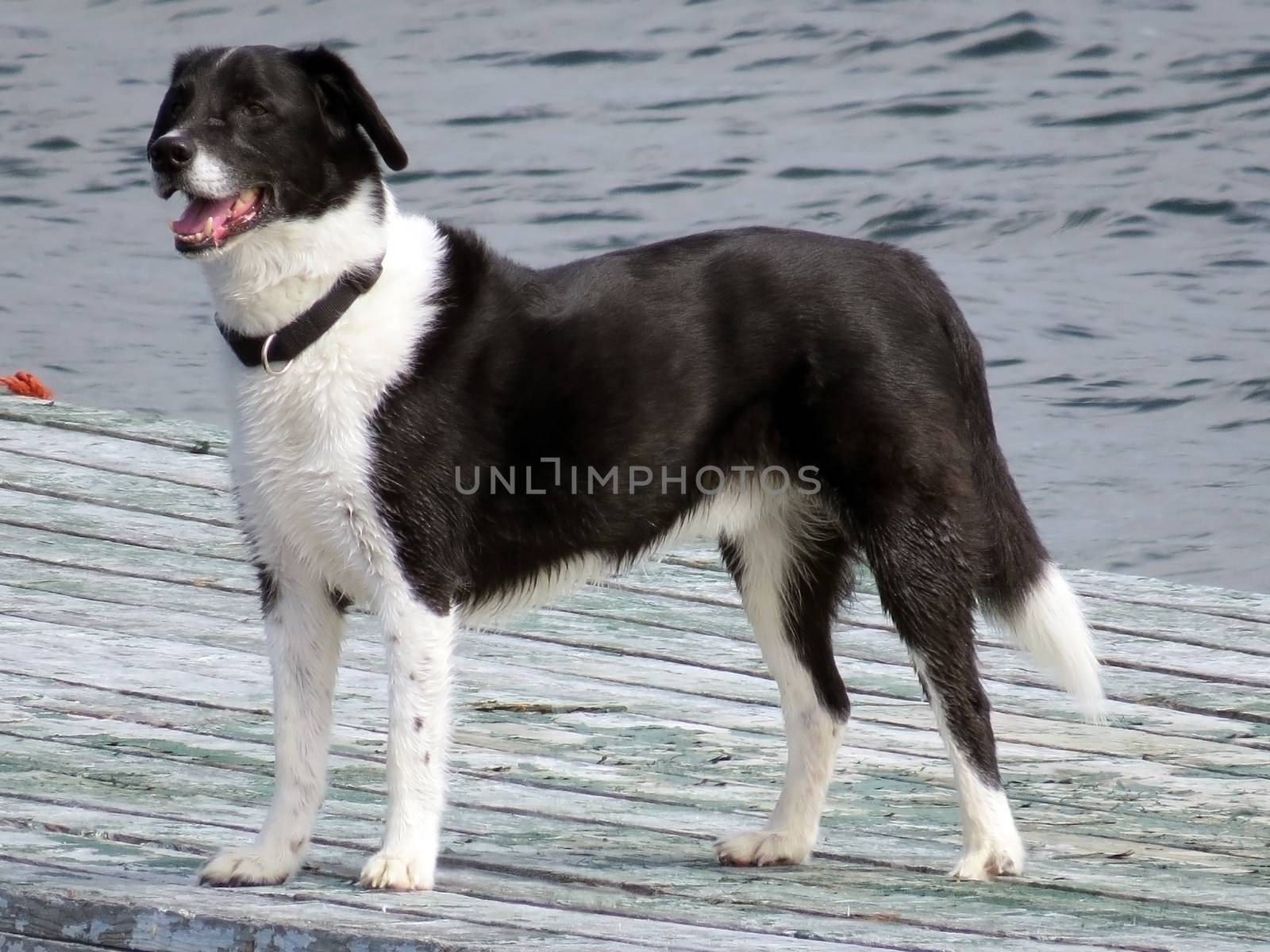 large black and white dog