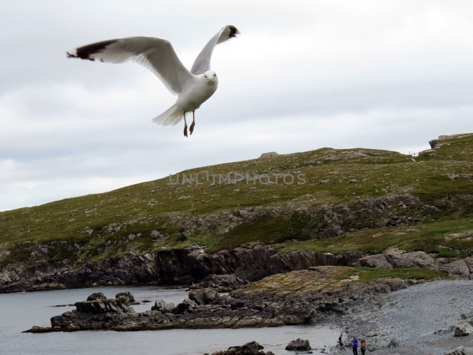 flying seagull by hicster