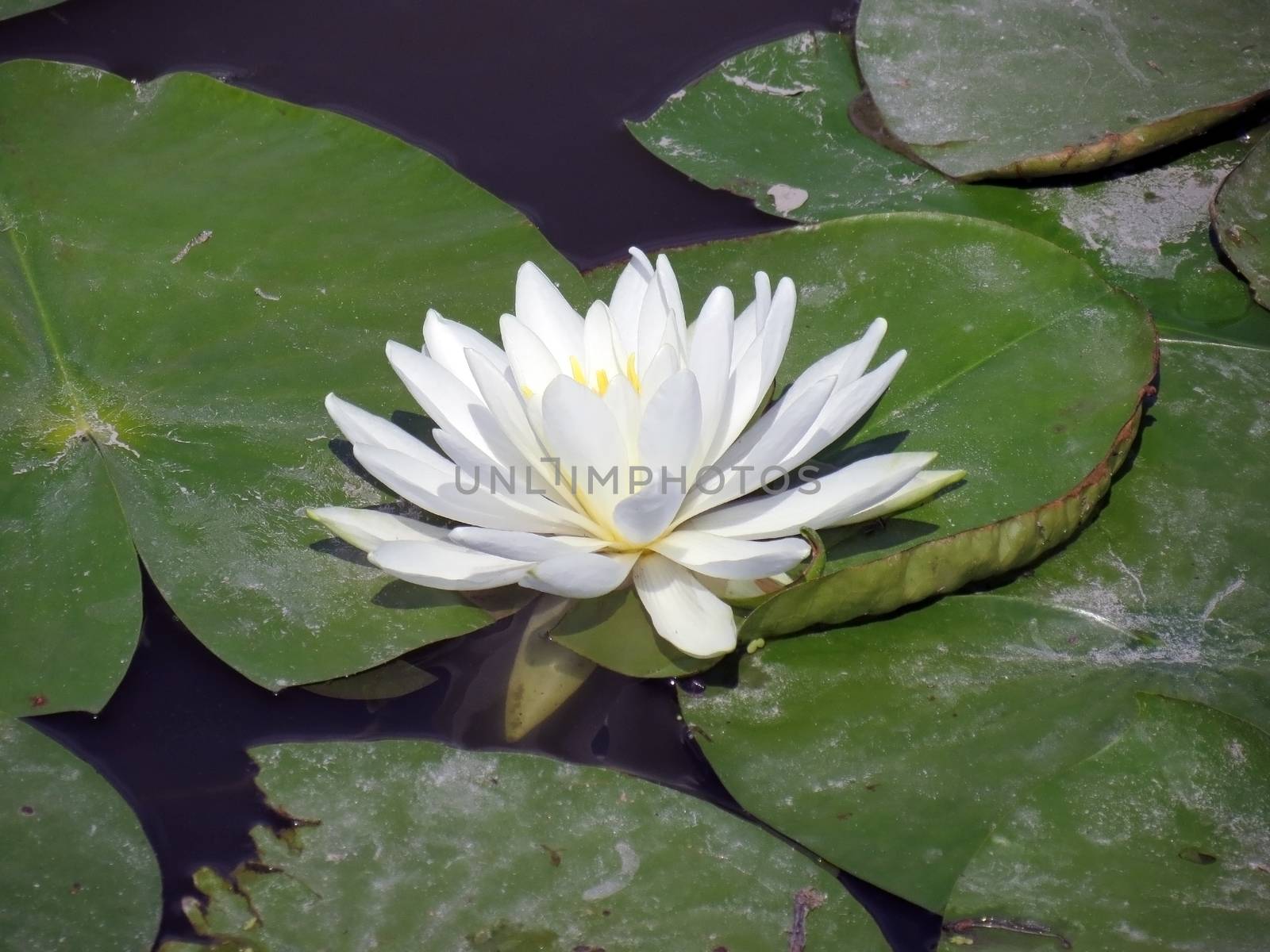 water lily by hicster