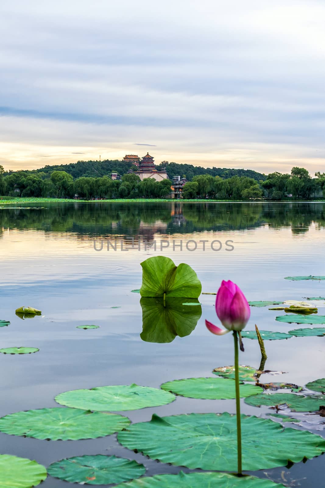 The Summer palace with lotus flower under the sunset in Beijing.