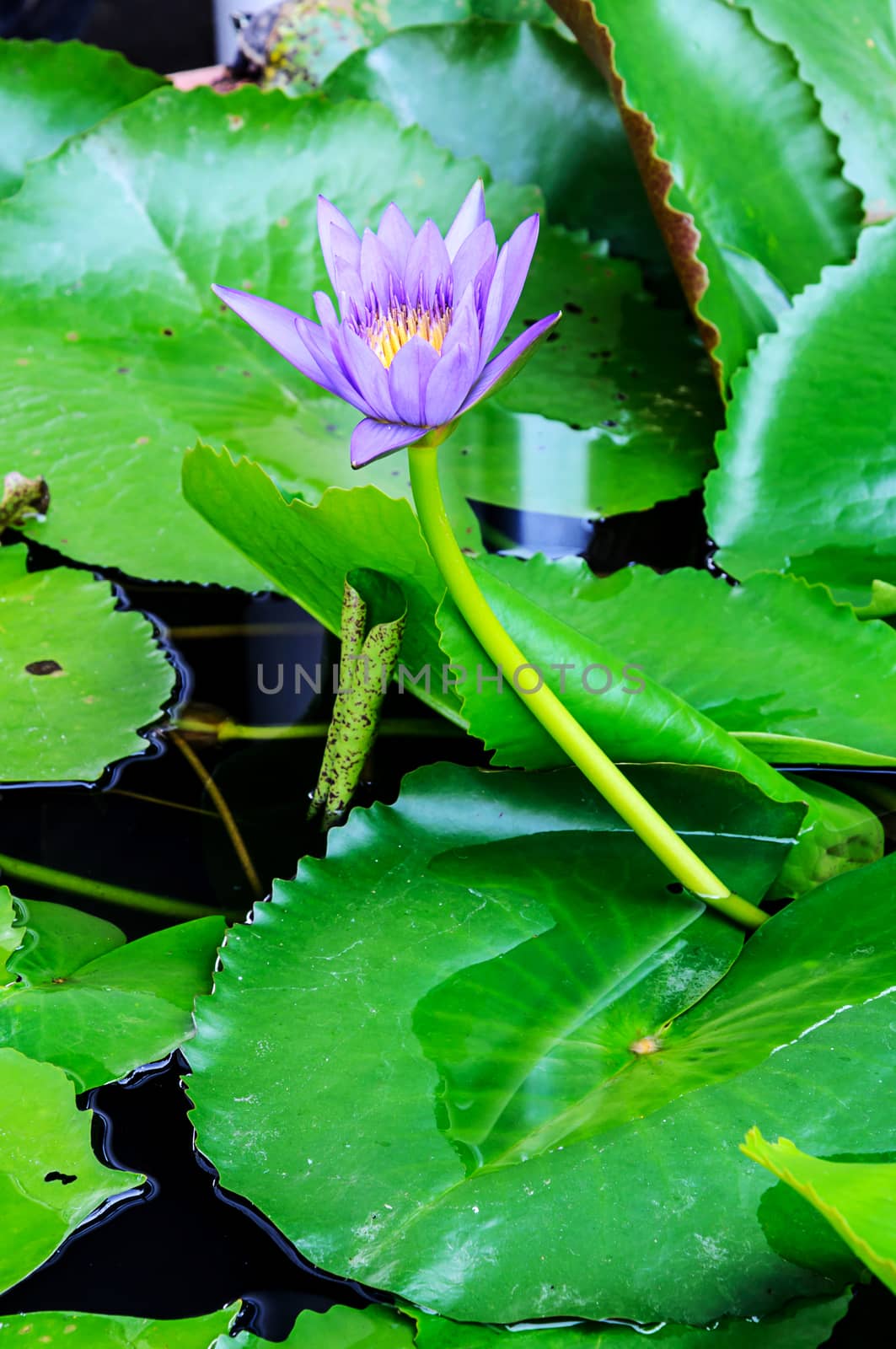 Purple lotus flower blossom by NuwatPhoto