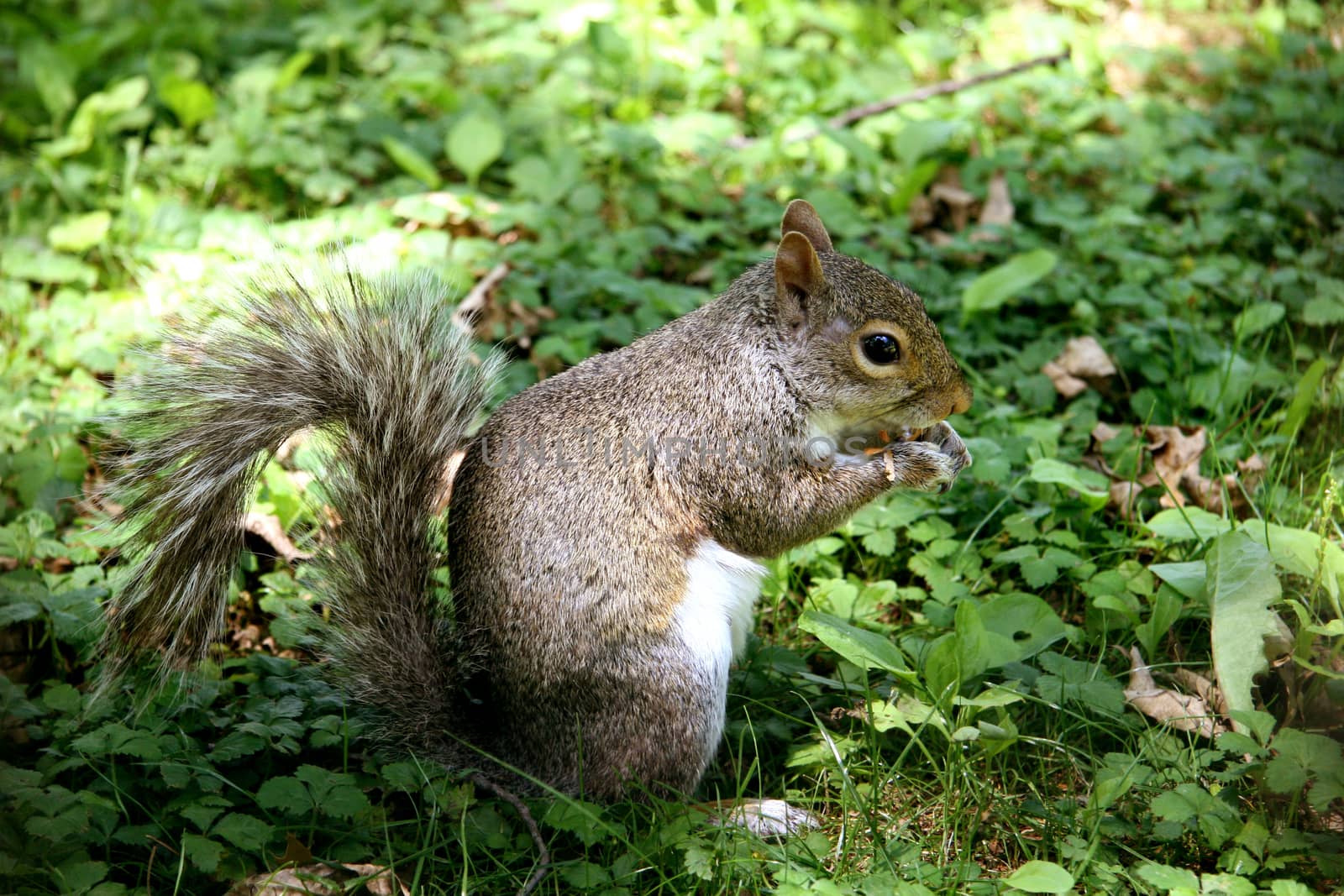 The American grey squirrel eating nut