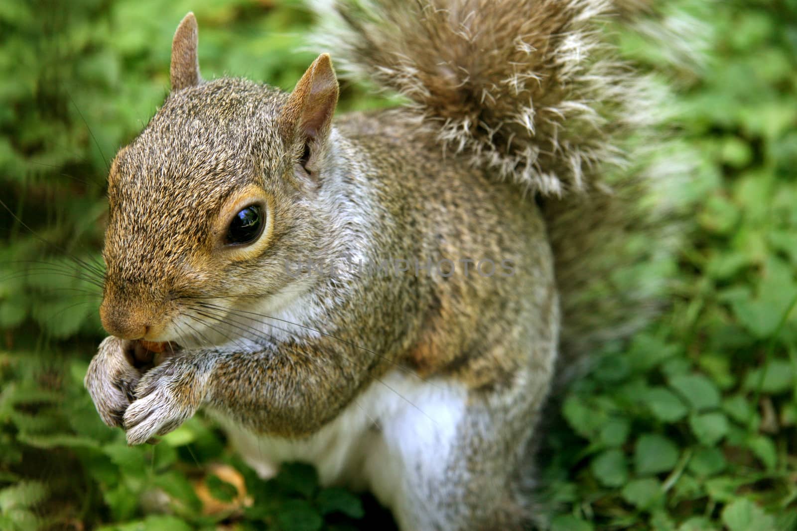 The American grey squirrel eating nut