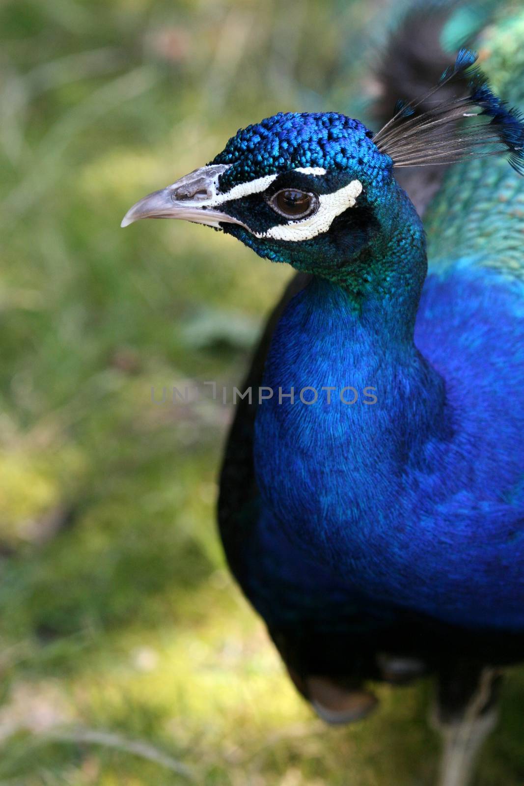 Peacock by Carratera