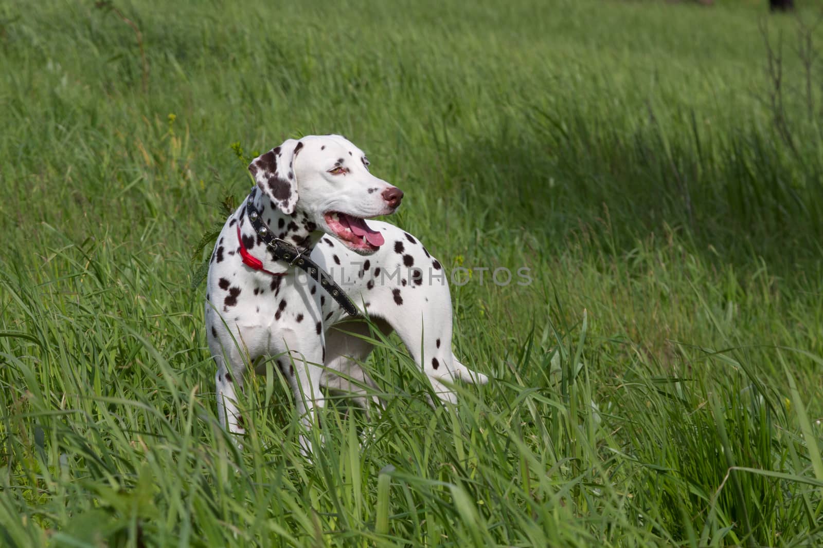 Dalmatian by Ohotnik