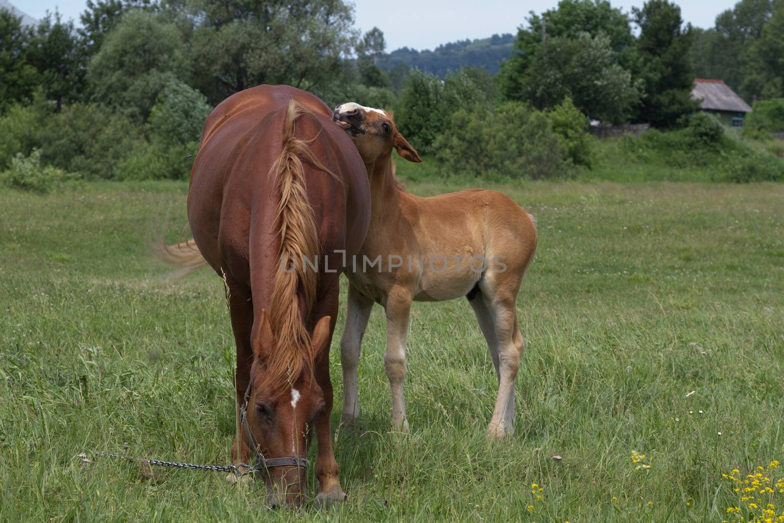 Mare and foal grazing in a meadow


