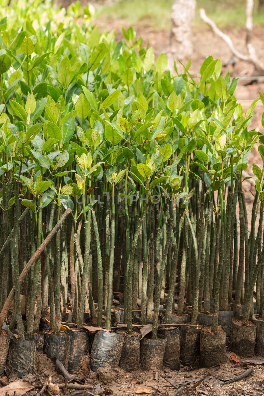 Mangrove seedlings by lavoview