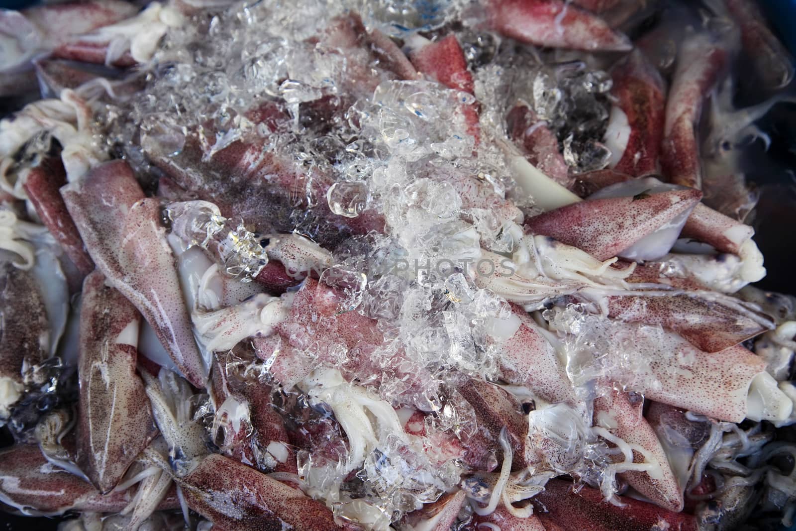 Squid covered with ice at the market