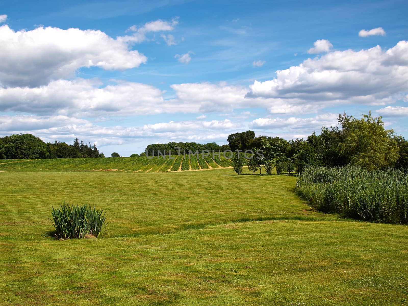 Beautiful lush green field with blue sky in the background