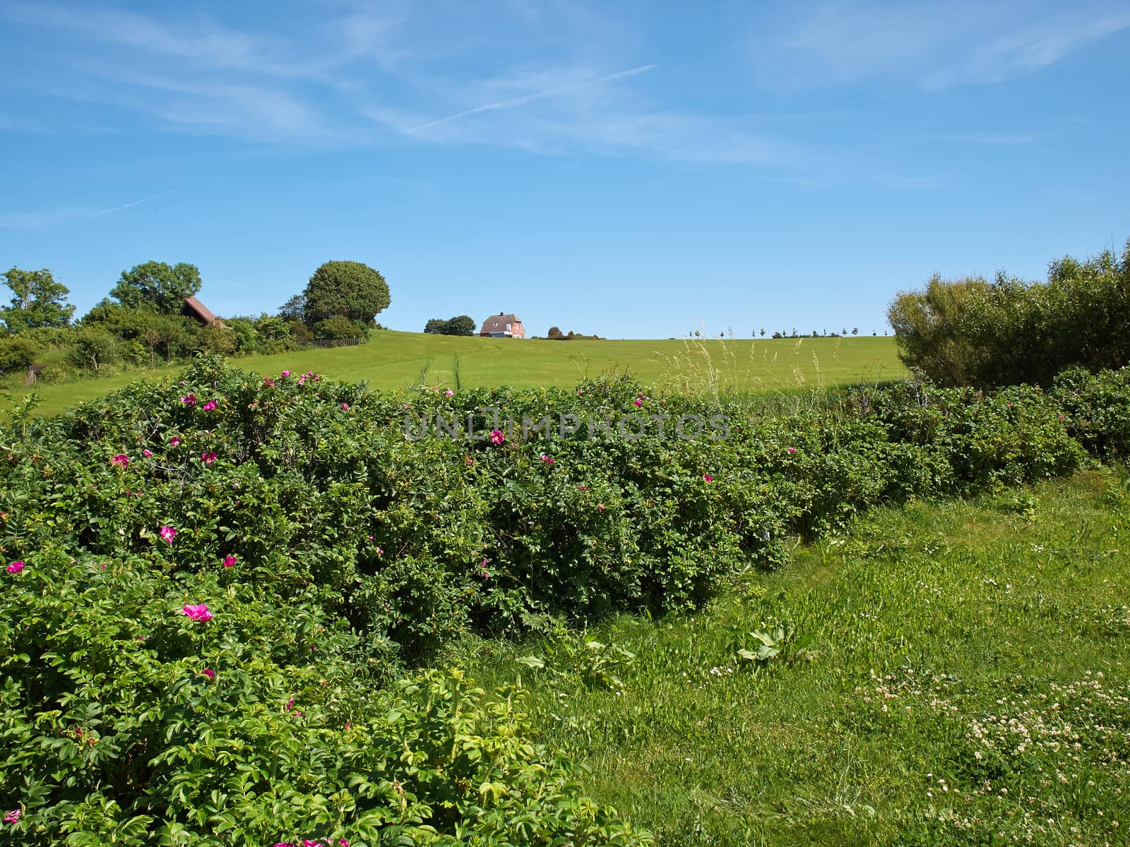 Beautiful lush blooming green field with blue sky in the background