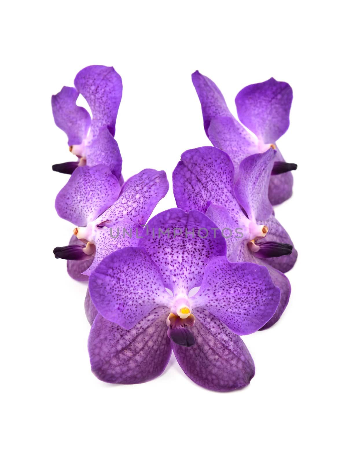 beautiful blooming orchid isolated by anankkml