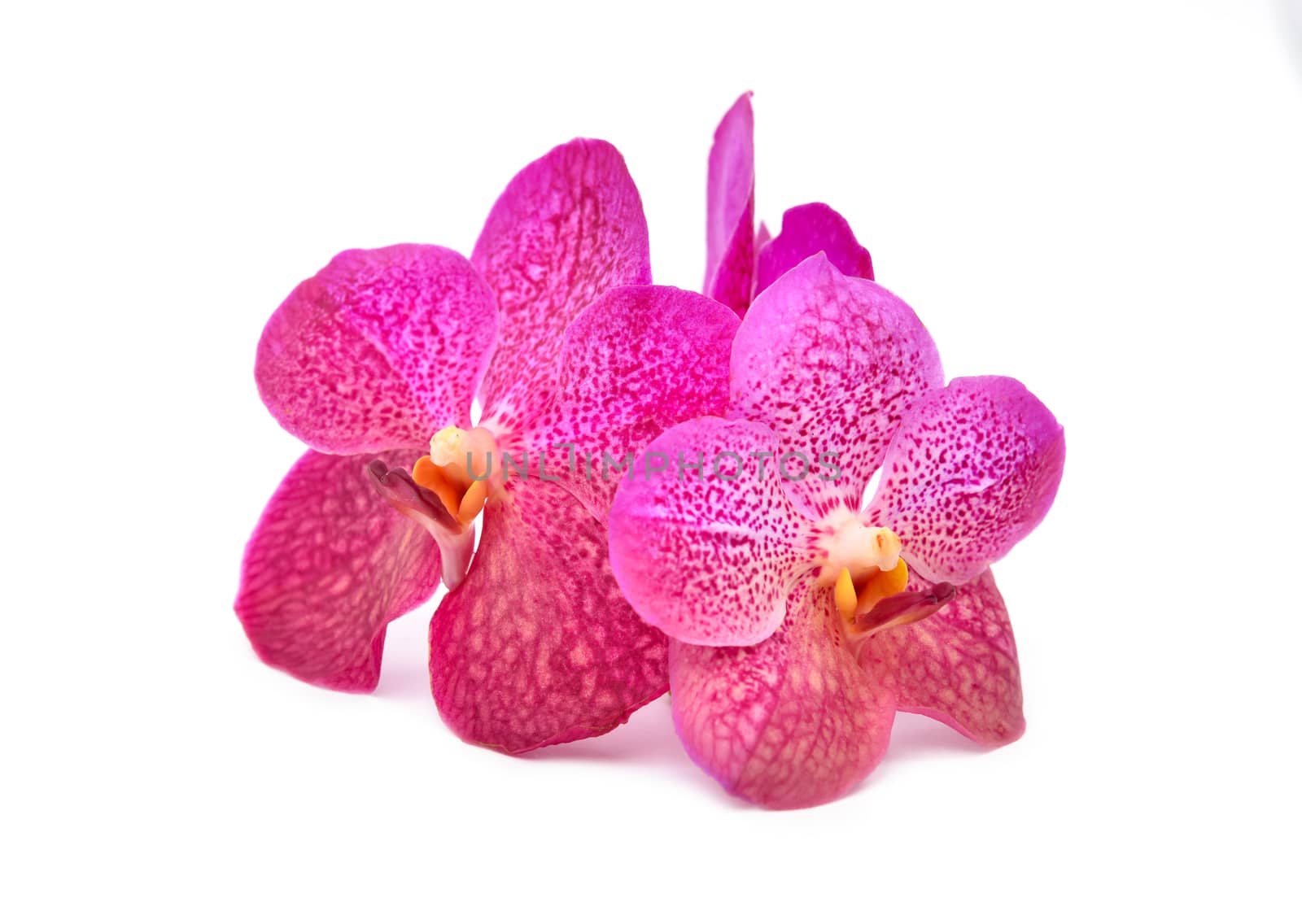 beautiful blooming orchid isolated on white background