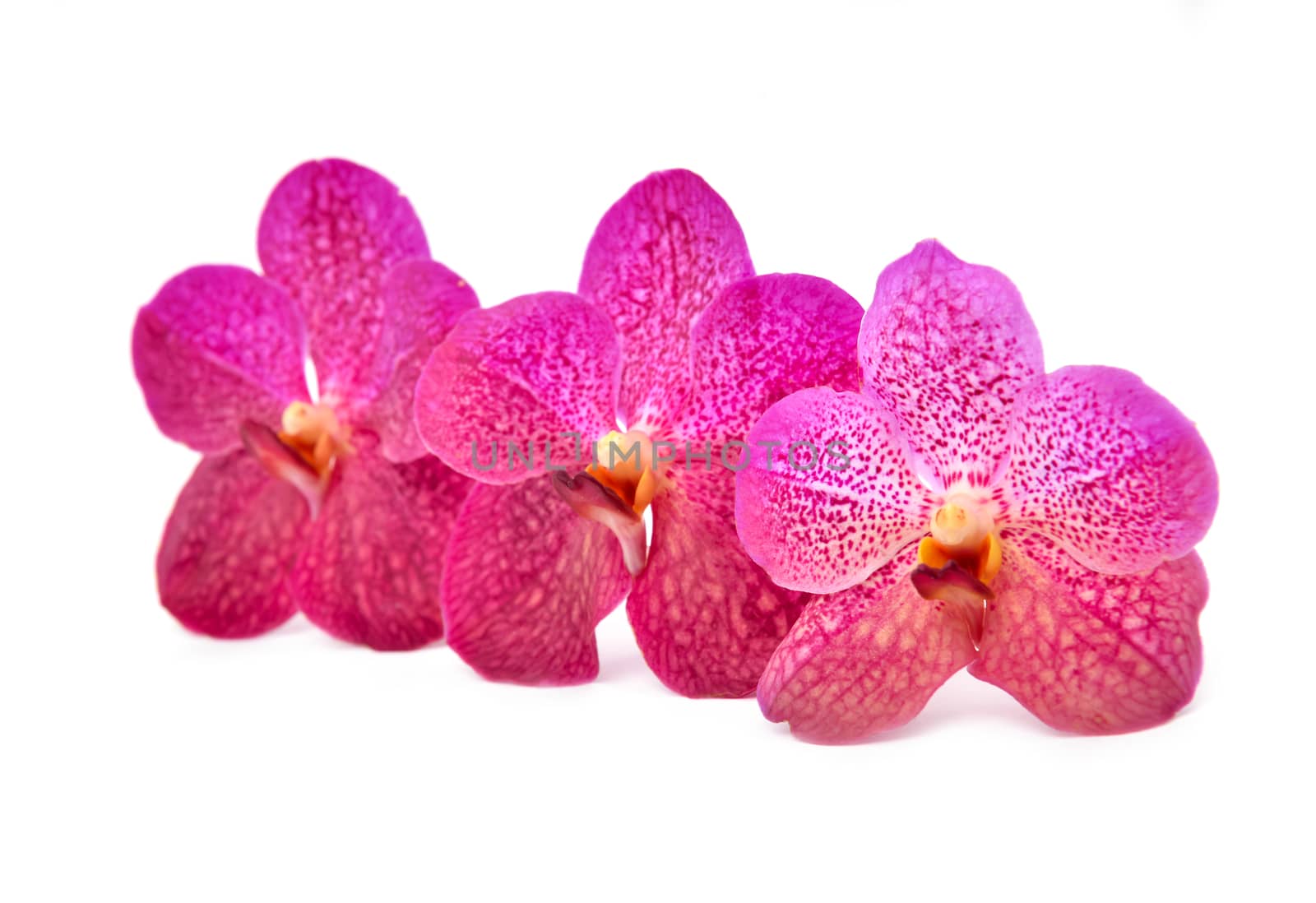 beautiful blooming orchid isolated on white background