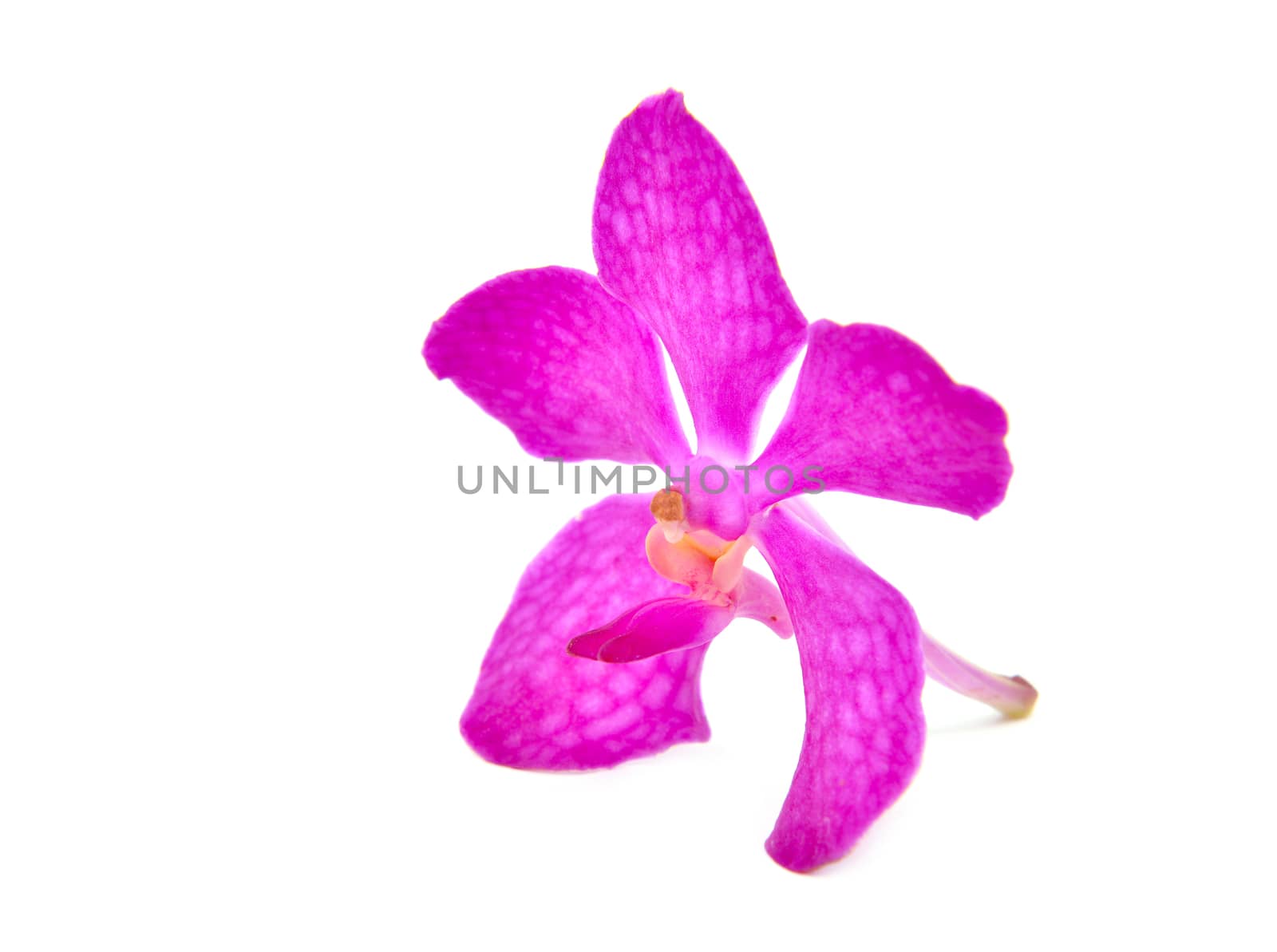 beautiful blooming orchid isolated on white background
