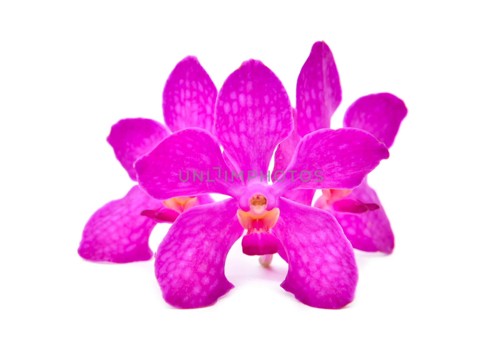 beautiful blooming orchid isolated on white background