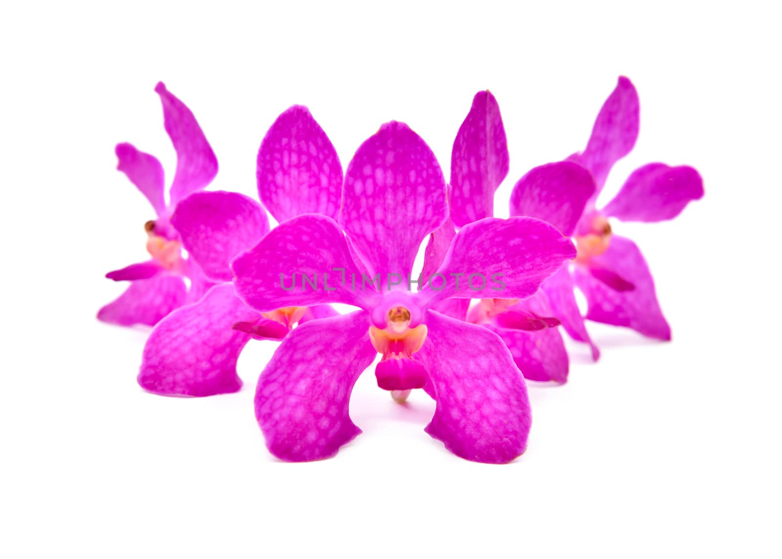 beautiful blooming orchid isolated on white background