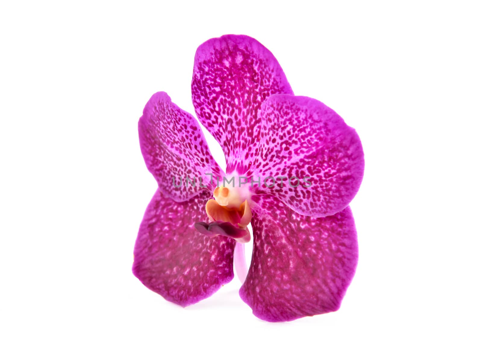 beautiful blooming orchid isolated on white background