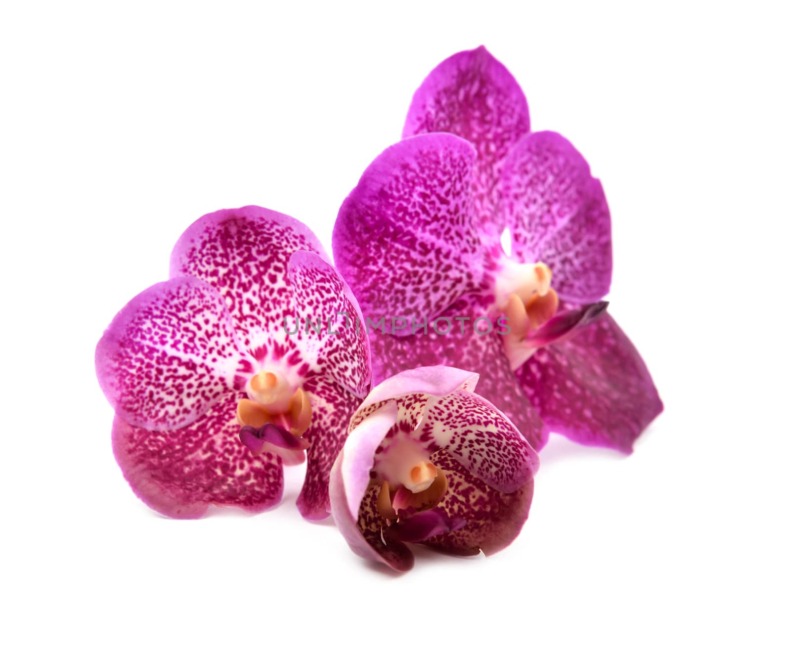 beautiful blooming orchid isolated on white background
