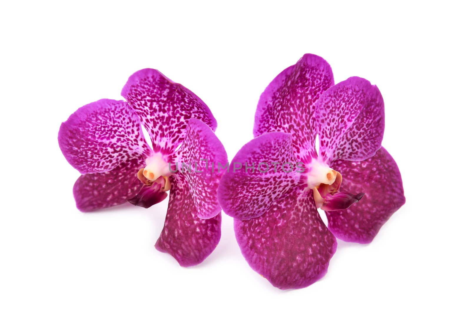 beautiful blooming orchid isolated on white background