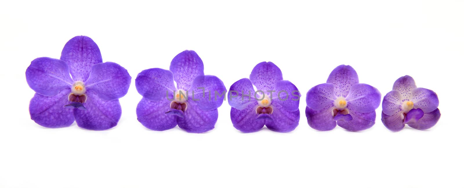 beautiful blooming orchid isolated on white background