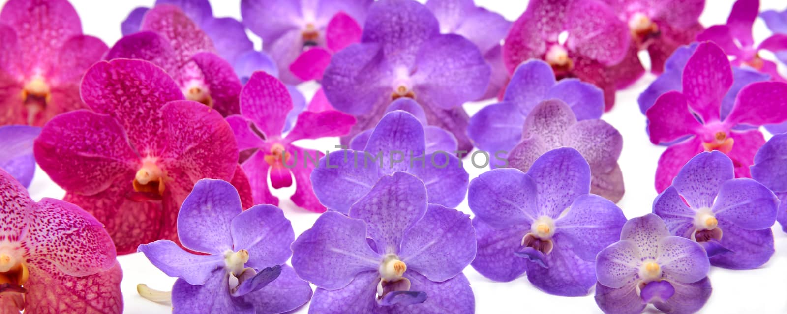 beautiful blooming orchid isolated on white background