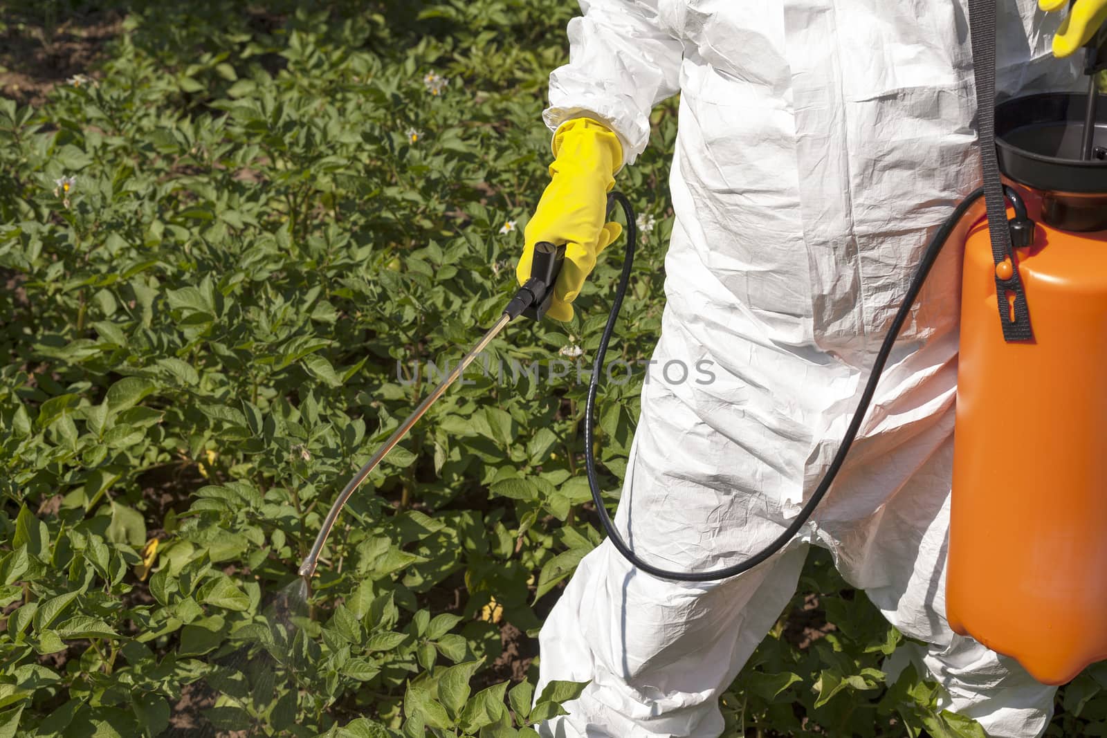 Pesticide spraying  by wellphoto