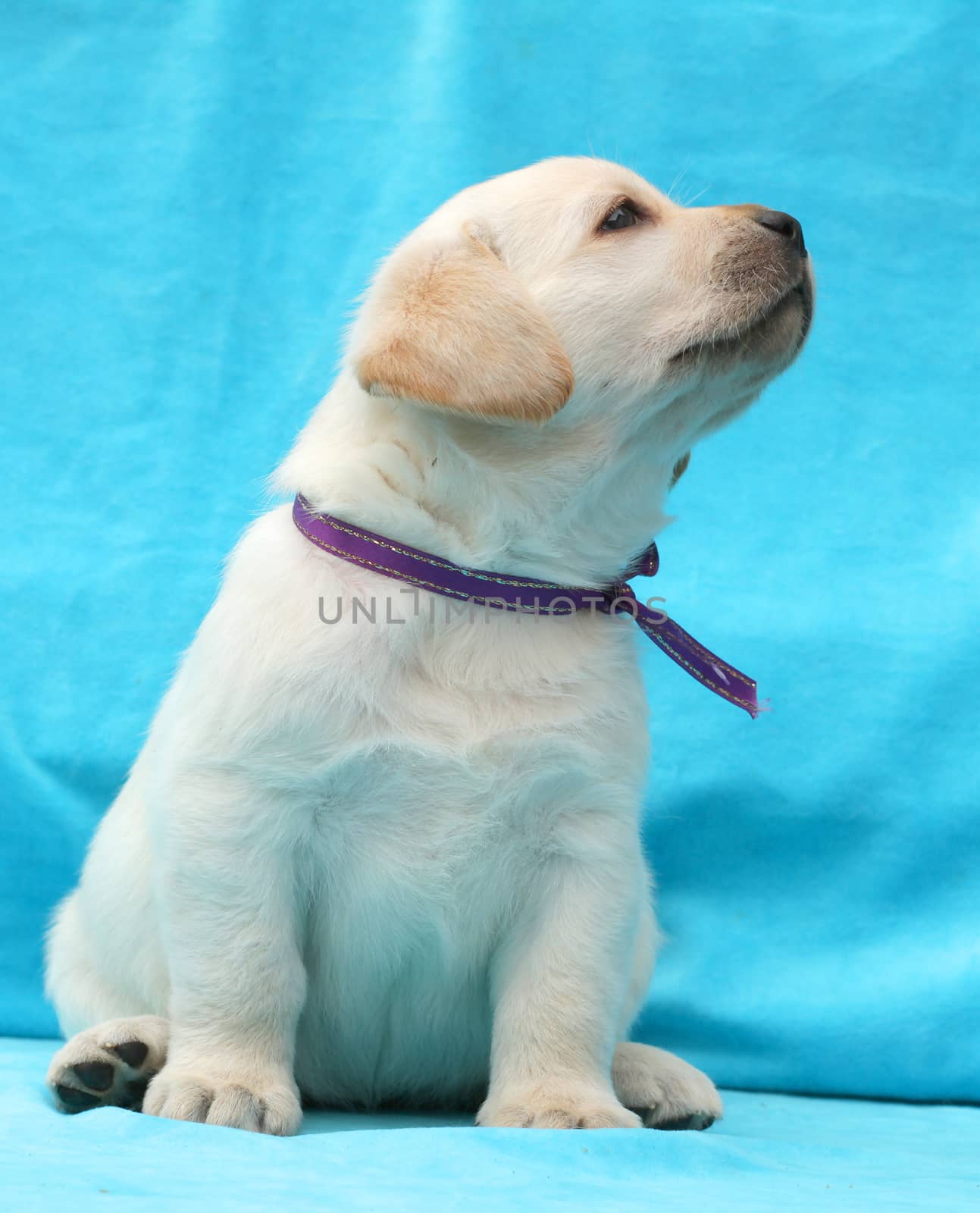 yellow labrador puppy sitting on blue background close up