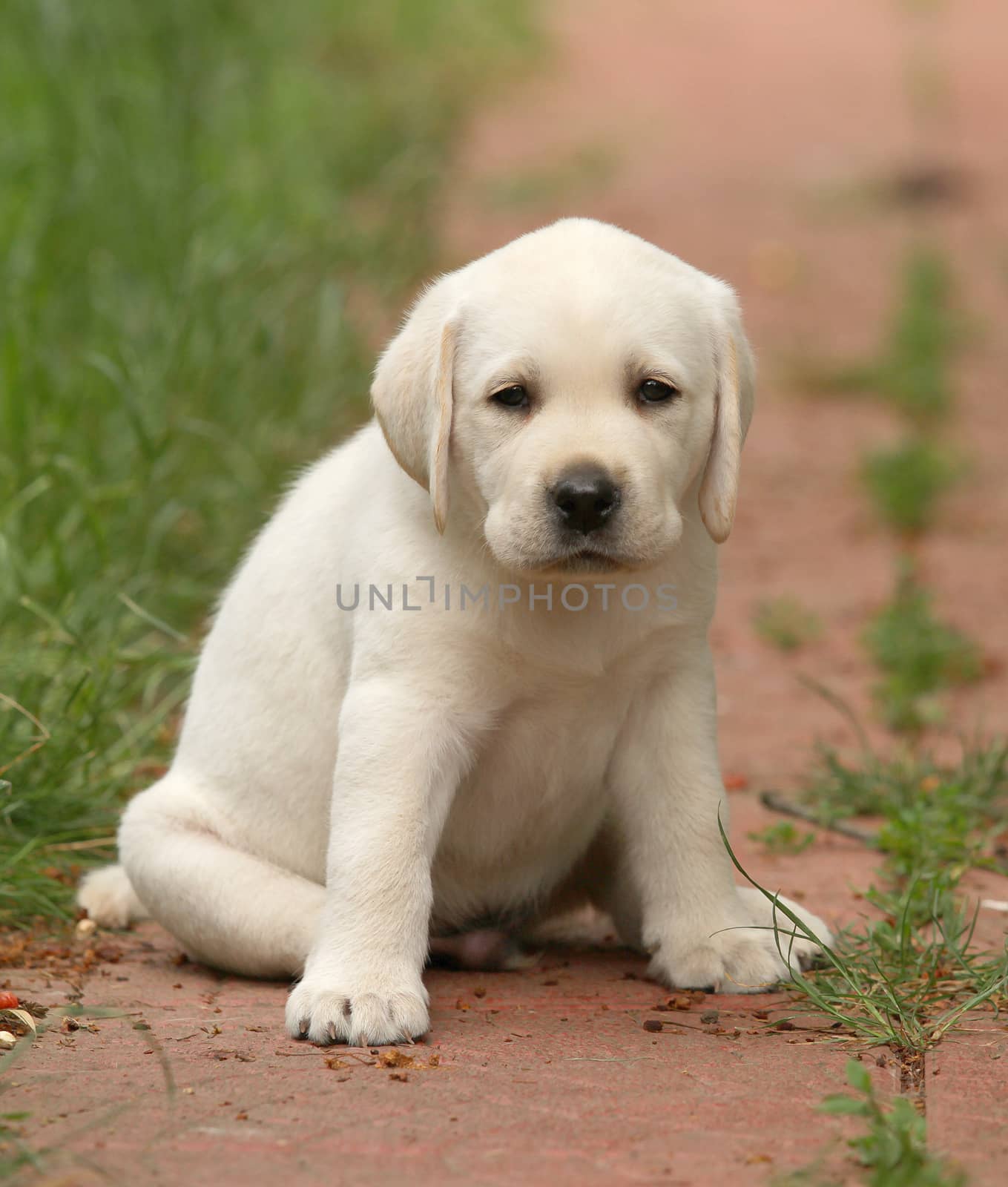 yellow labrador puppy sitting on the grass close up