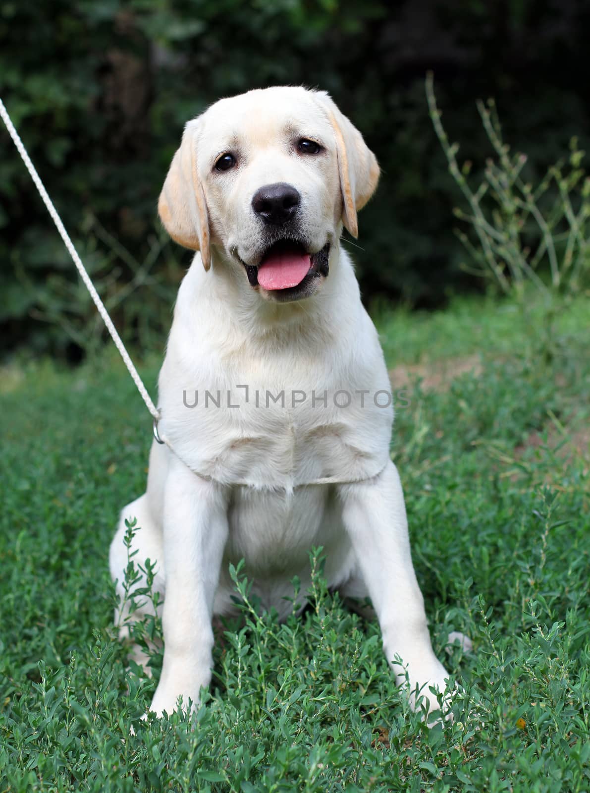 yellow labrador puppy sitting close up in the grass