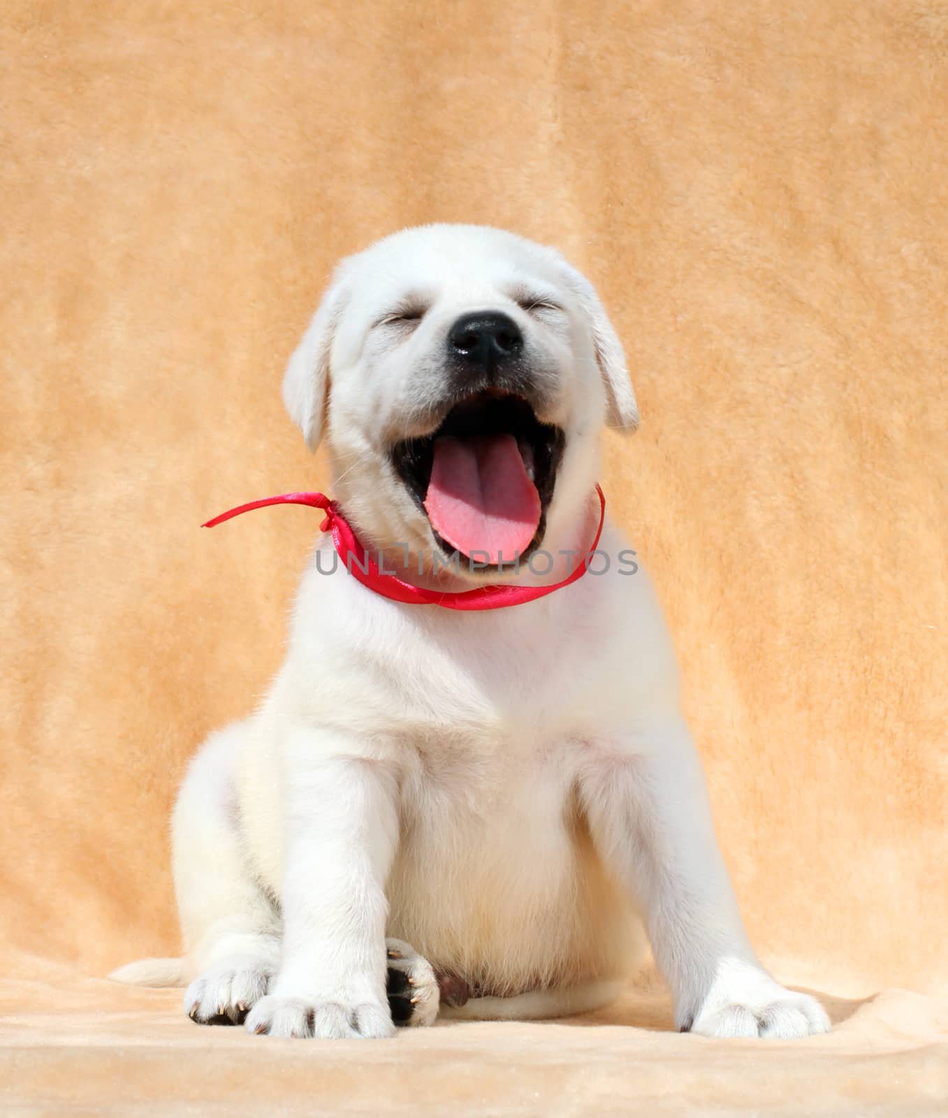 yellow labrador puppy sitting on yellow background close up