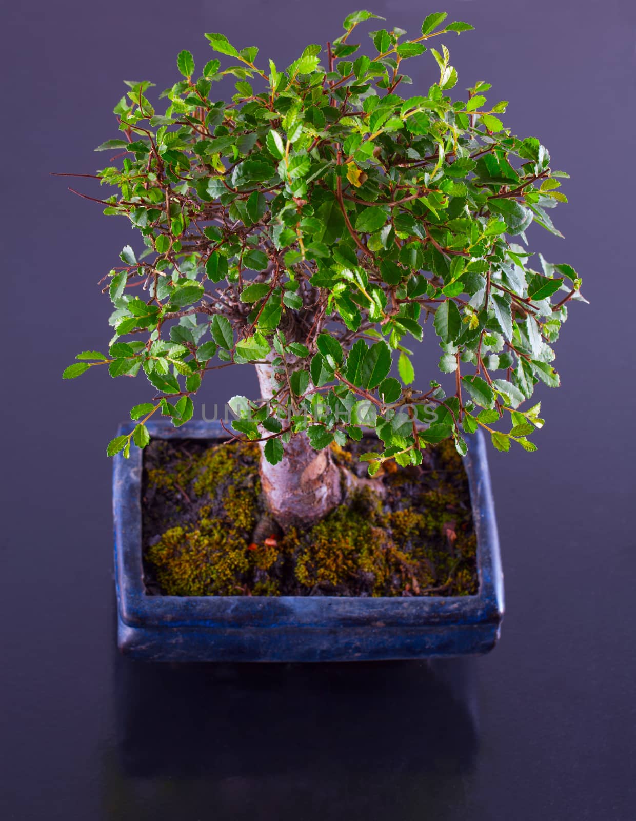 Bonsai Elm, over wooden table, over black reflecting background