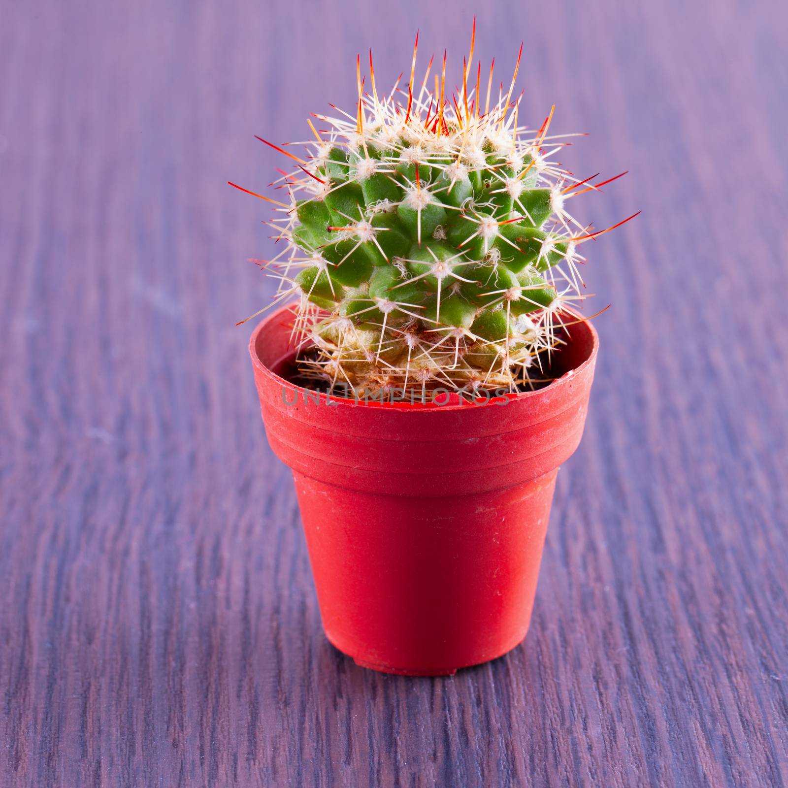 Echinopsis subdenudata or Easter Lily Cactus, entire view