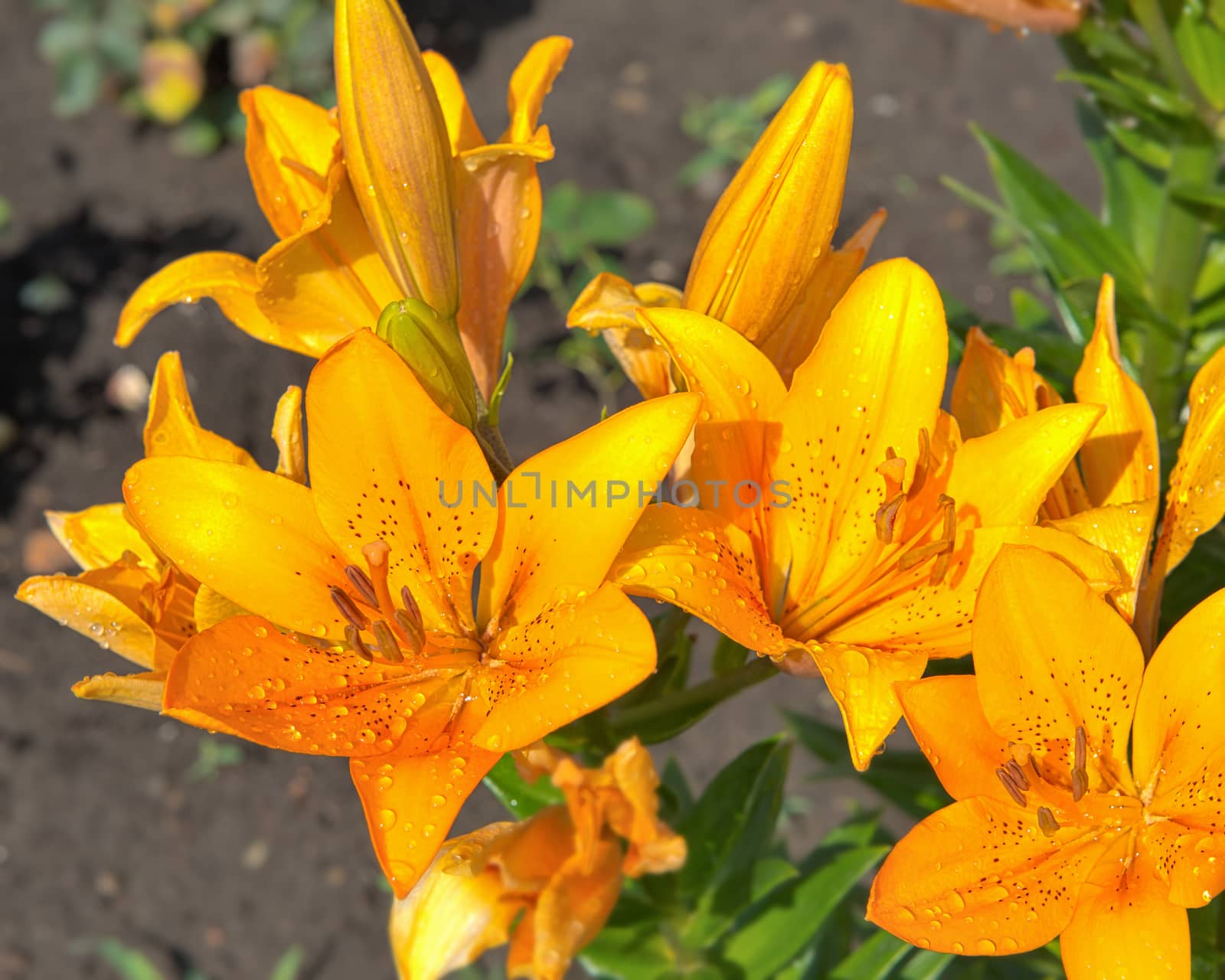 A closeup view of a variety of orange tiger lilies after rain on garden.