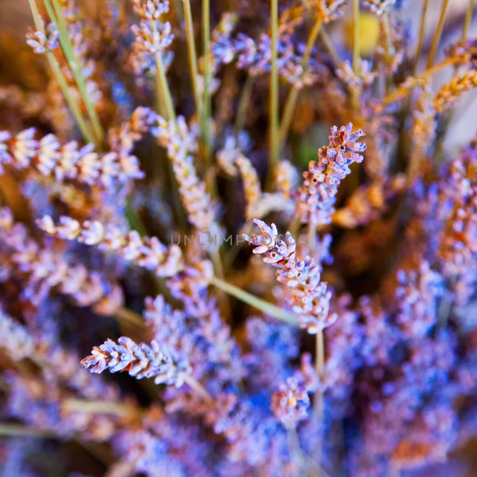 Lavender flowers in a bunch, close up