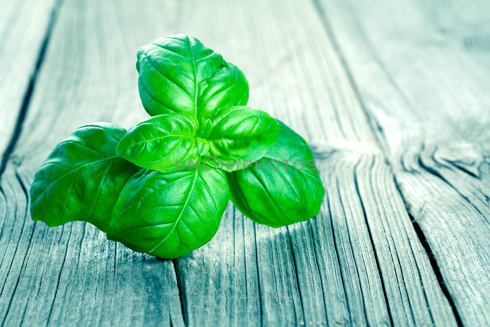 Basil leaves on a wooden table