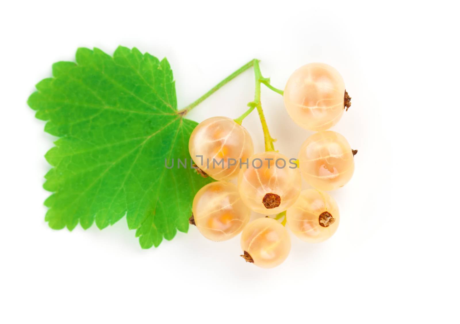 white current isolated on white background