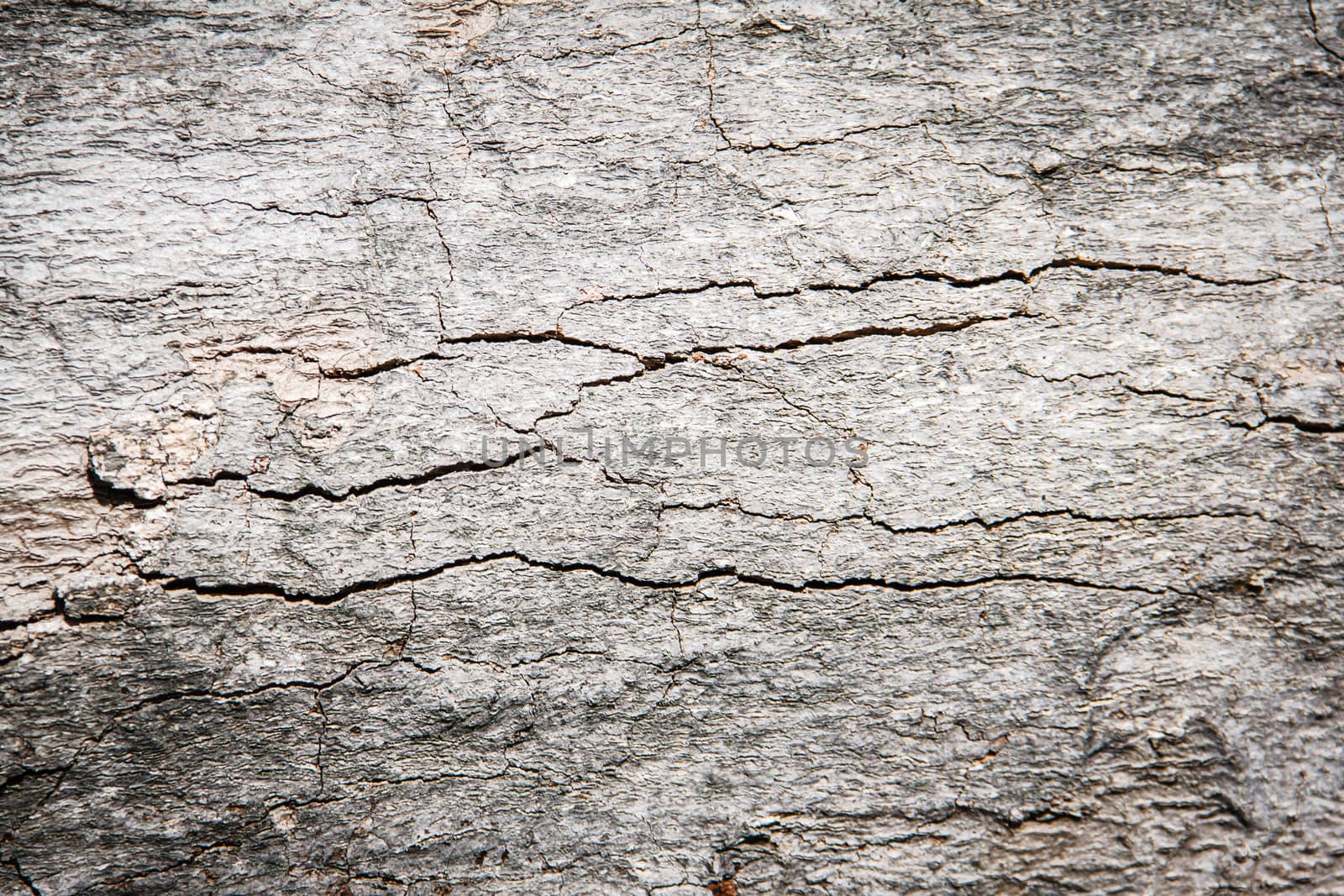 Bark of  Wood Tree Texture Background Pattern
