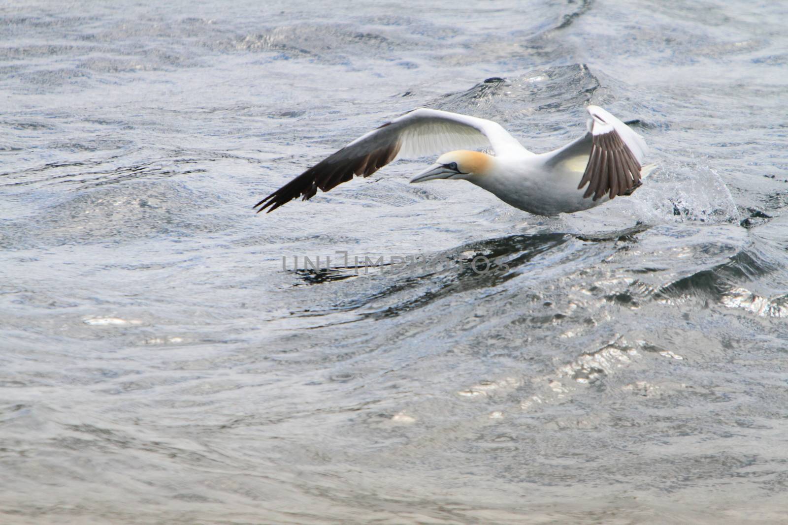 Gannet taking off