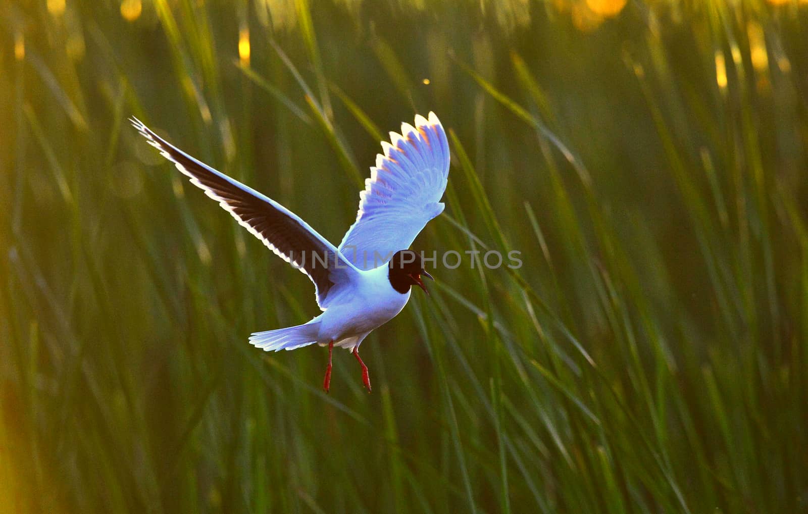 A Black headed Gull on flying.(Larus ridibundus)