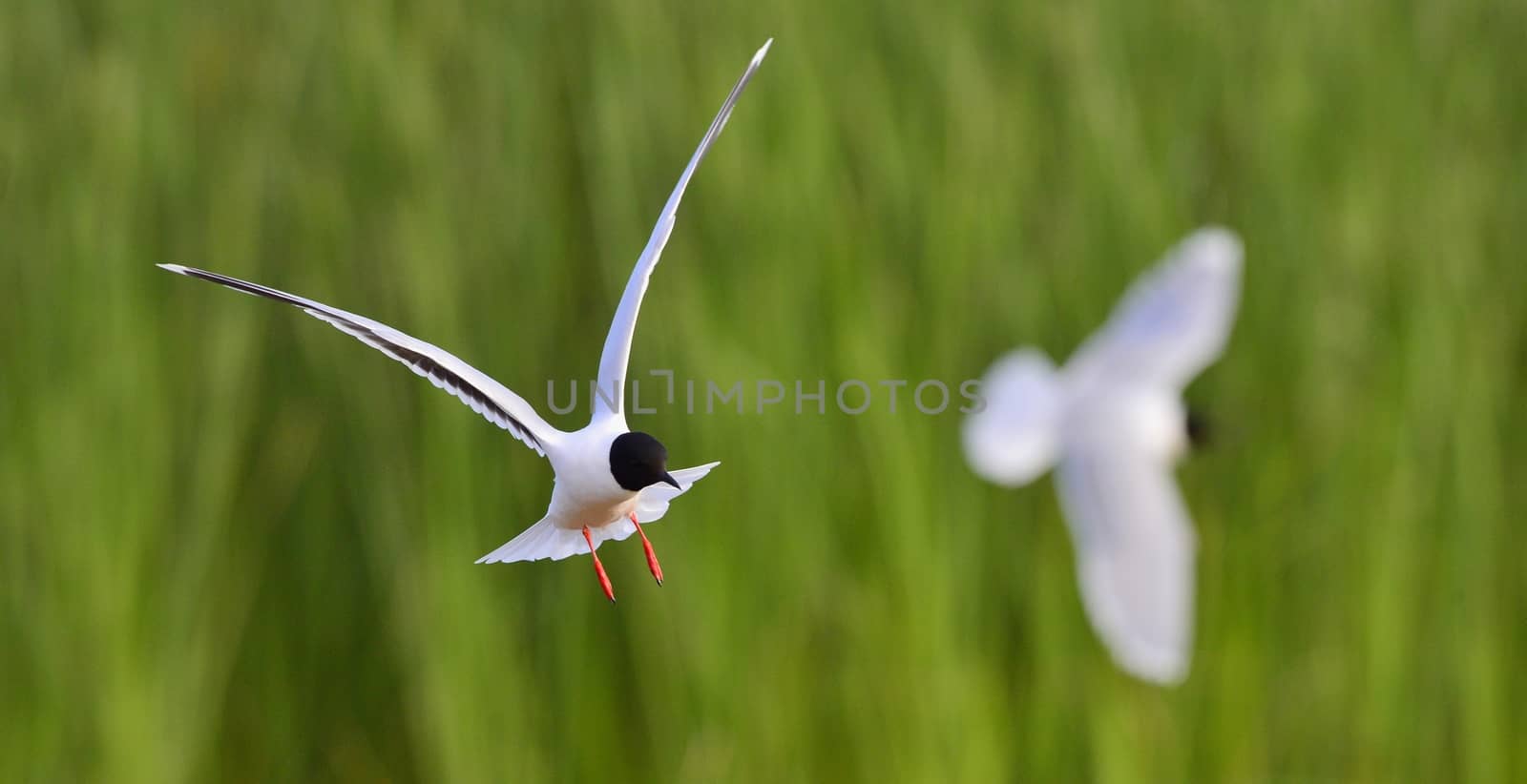 The black-headed gull (Chroicocephalus ridibundus) by SURZ