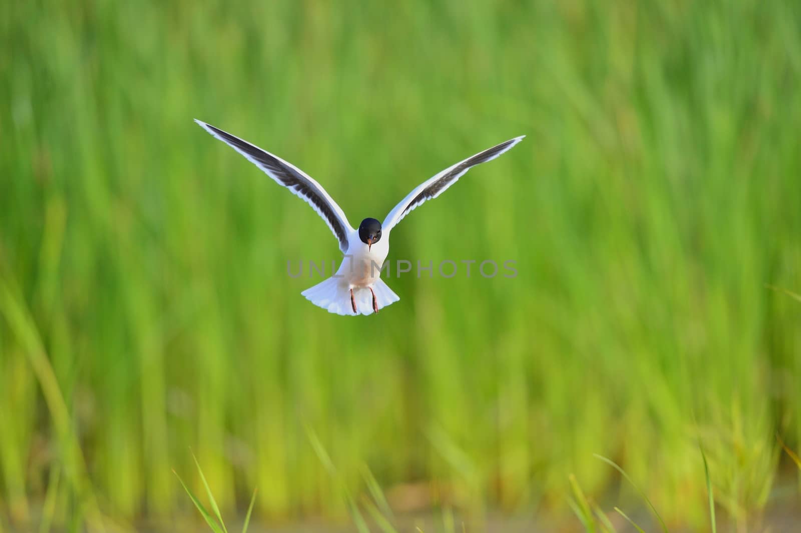 The black-headed gull (Chroicocephalus ridibundus) by SURZ