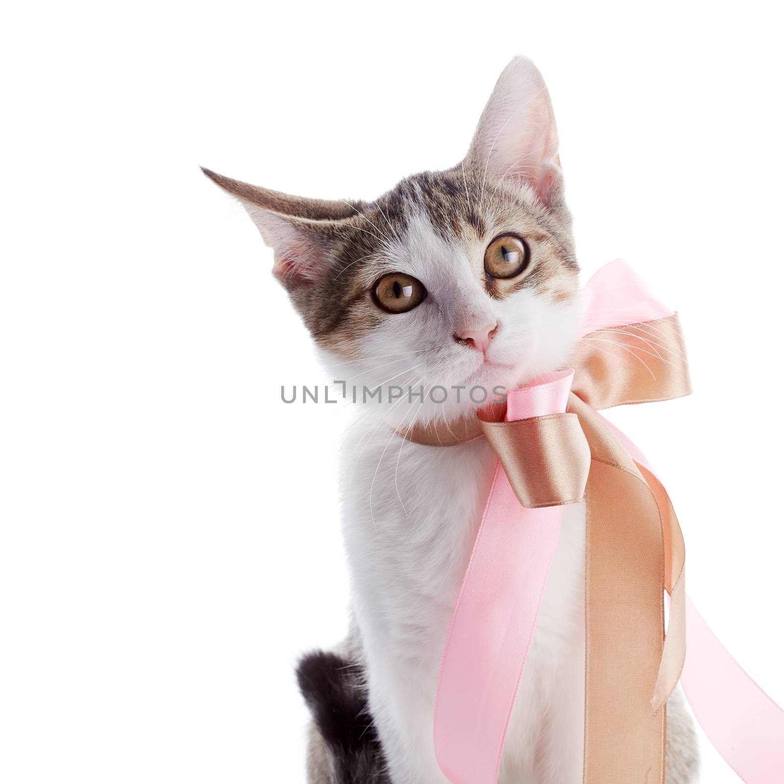 Portrait of a kitten with a bow. by Azaliya