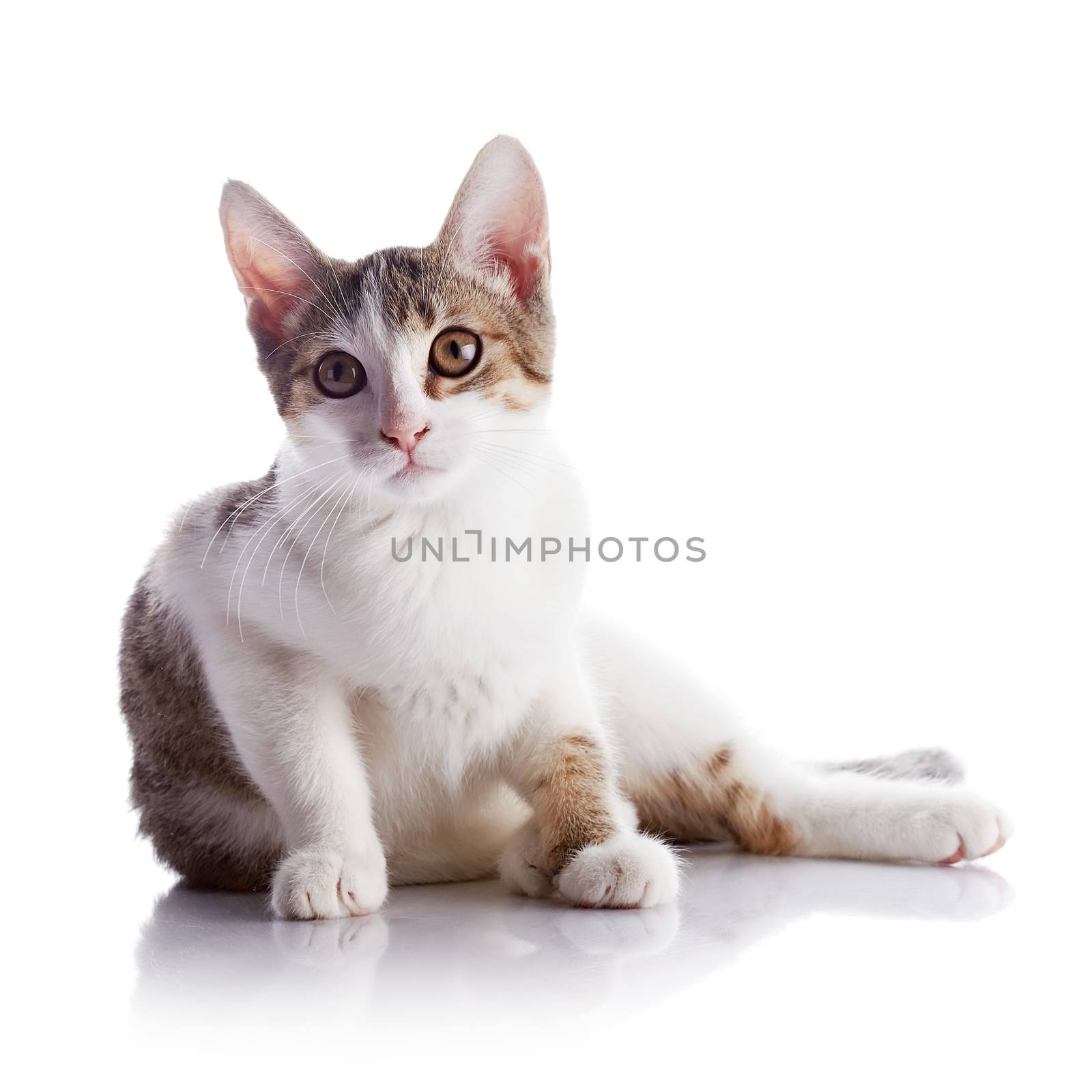 Multi-colored small kitten. Kitten on a white background. Small predator. Small cat.