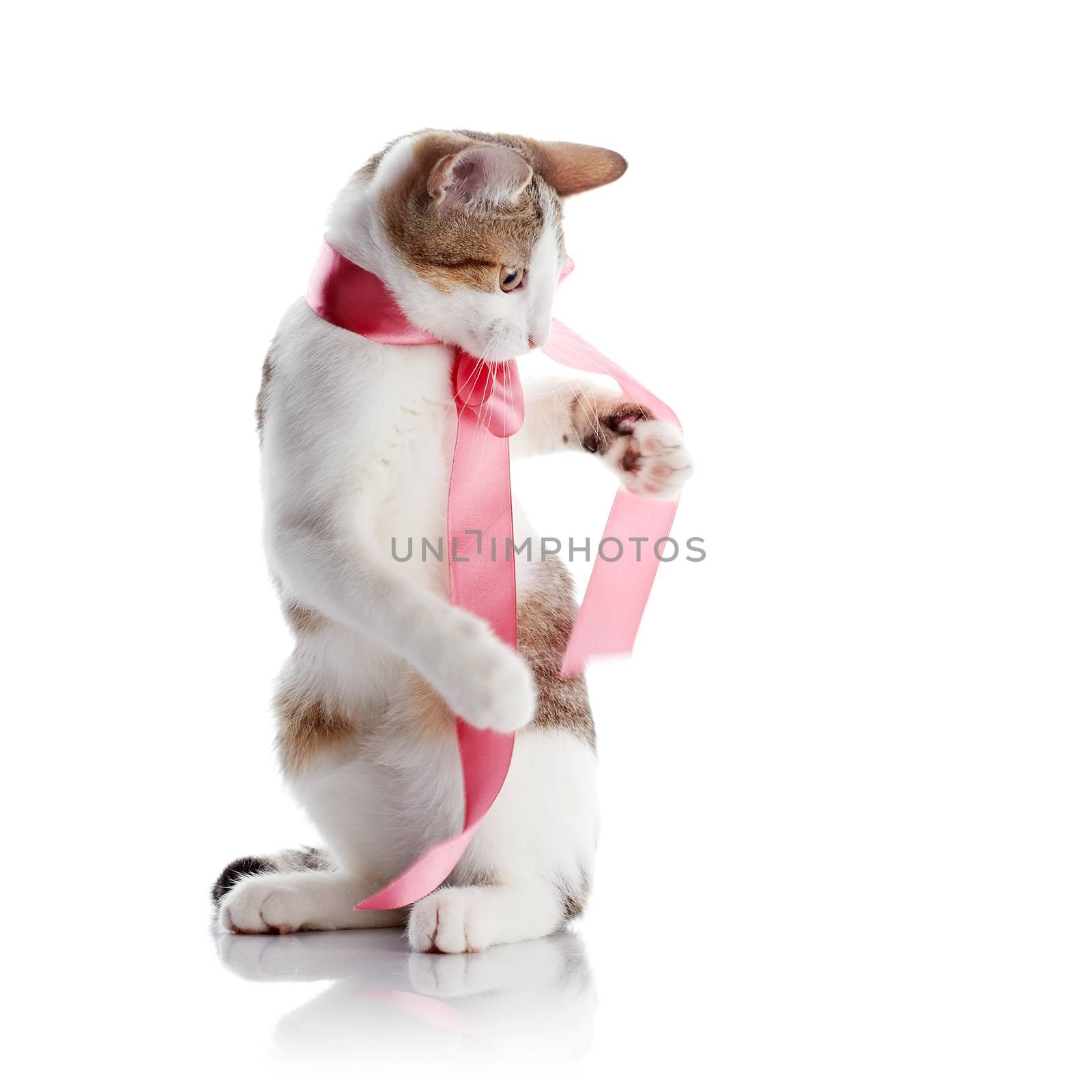 The kitten plays with a pink tape by Azaliya