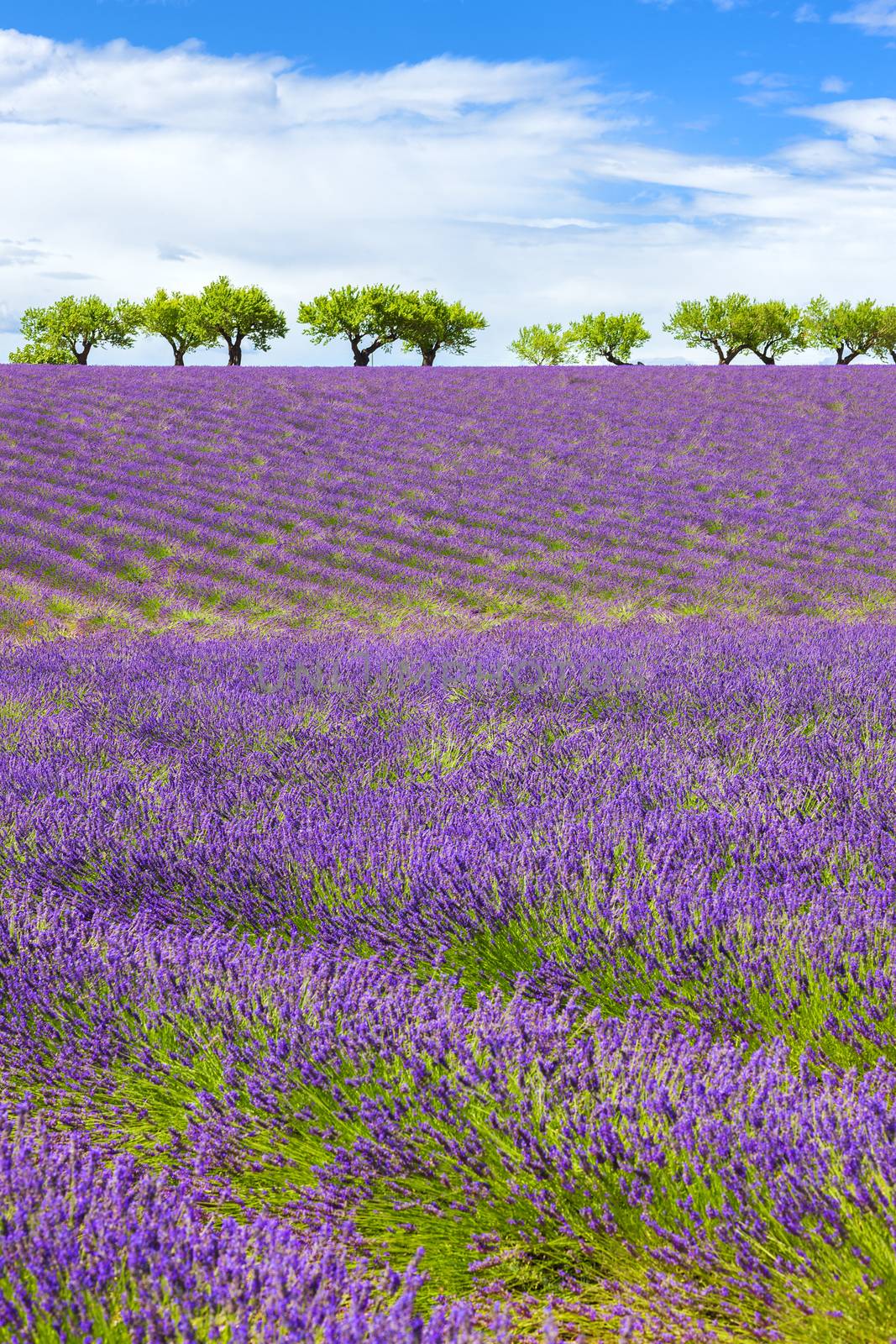Lavender field with cloudy sky, France